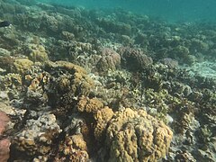 Coron Youth Club Beach corals 2