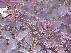 Feuillage de Cotinus coggygria.