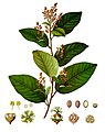 Croton eluteria (L.) Sw. (1)
