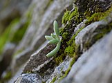 A young plant growing on a rocky face