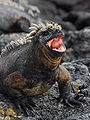 Iguane marin des Galápagos (Amblyrhynchus cristatus).