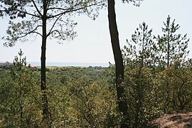 La forêt domaniale des Pays-de-Monts.