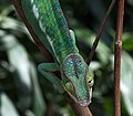 Yeux indépendants d'un caméléon (Furcifer pardalis)