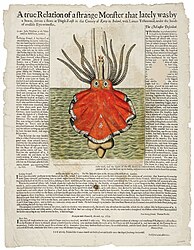 #3 (c. 15/10/1673) Broadsheet covering the giant squid stranded at Dingle, Ireland, around 15 October 1673 (Hooke et al., c. 1674). Steve O'Shea commented that though the animal depicted "doesn't look true to any squid, it is probably more similar to a cranchiid than it is to an architeuthid".[300]