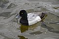 Greater scaup