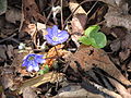 Anemone hepatica