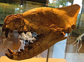 Crânio de um Hyaenodon horridus