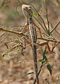 Female in Krishna Wildlife Sanctuary, Andhra Pradesh, India.