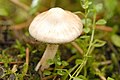 !! Inocybe.umbratica!!