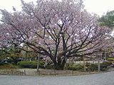 兼六園（石川県金沢市）