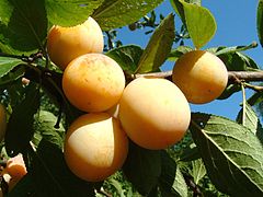 Mirabelles de Lorraine.