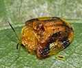 Laccoptera nepalensis, Hong Kong