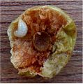 Cherry oak gall cut open to reveal wasp larva