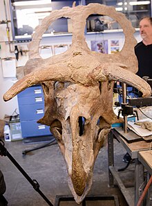 Brown dinosaur skull seen from the front