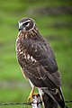 Hen harrier