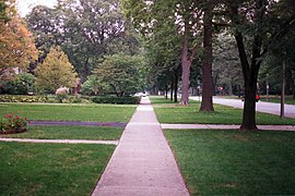 Sidewalk with trees in Oak Park, Illinois