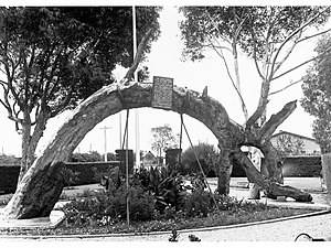 The Old Gum Tree, 1936
