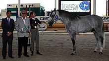 Un cheval gris avec un flot à droite, des hommes tenant un prix à gauche.