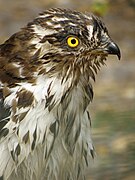 Photographie de la tête d’un rapace.