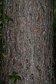 bark