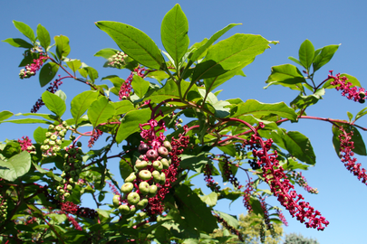 Long, magenta peduncles on an American pokeweed, each supporting a raceme