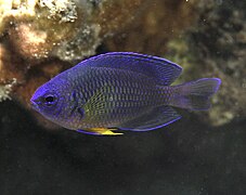 Pomacentrus caeruleus