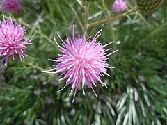 Ptilostemon chamaepeuce