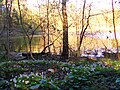 Teufelssee (Westseite) die ersten Frühlingsblumen (Blick nach Norden)