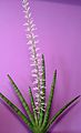 Sansevieria cylindrica avec les fleurs ouvertes