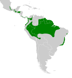 Distribuição do vira-folha-de-peito-canela