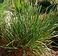 Sesleria heufleriana