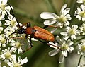 Stictoleptura rubra (Linné, 1758) ♀