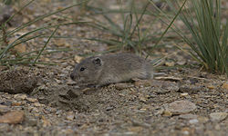 Himalajanmyyrä (Alticola stoliczkanus)