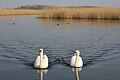Mute swans with male and female tufted ducks in the background