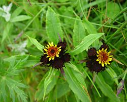 タカネコウリンカ、赤石山脈の北岳（2004年7月18日撮影）