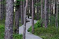 Raised boardwalk through Tolkuse bog