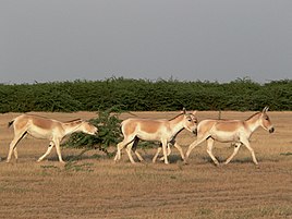 A group of female khur breaking into a run.