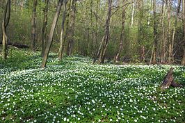 Vogelkers-essenbos met bosanemoon