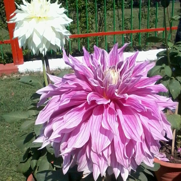 File:2013.05 Dahlia hybrid 2.jpg