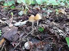 Dainty cream-coloured mushrooms growing from mulch