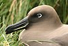 Light-mantled albatross