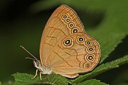 Adult, ventral view of wings.