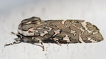 Painted Tiger Moth