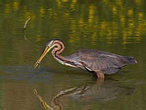 Ardea purpurea purpurea