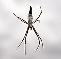 Argiope protensa