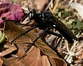 Dasypogon diadema