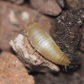 Atelura formicaria