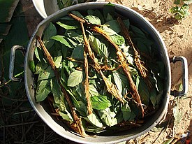 Ayahuasca and chacruna