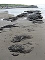 Submerged forest remains, March 2008