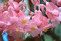 Begonia flowers